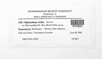 Elsinoe violae image